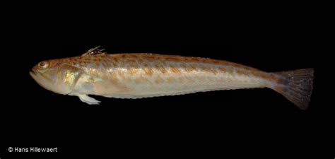 weever fish|Lesser and Greater Weever Fish .